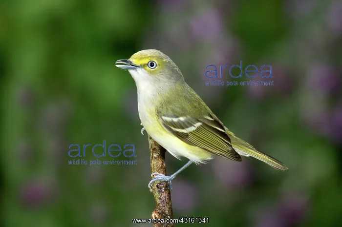 : White-eyed Vireo : White-eyed Vireo