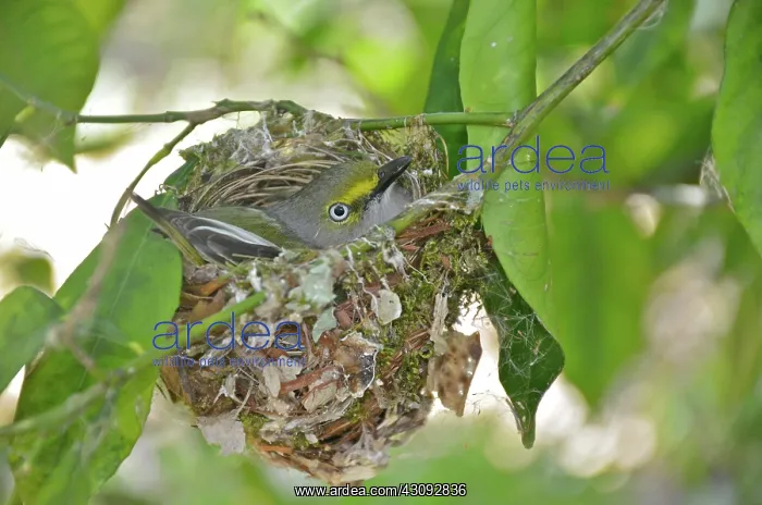 : White-eyed Vireo on Nest : White-eyed Vireo on Nest