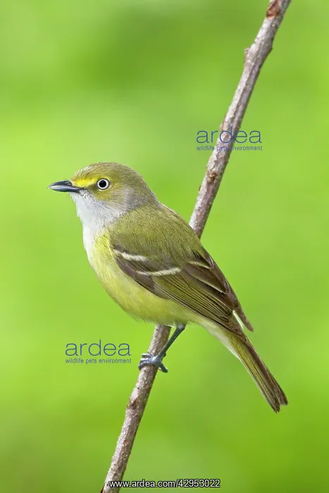 : White-eyed Vireo - spring : White-eyed Vireo - spring