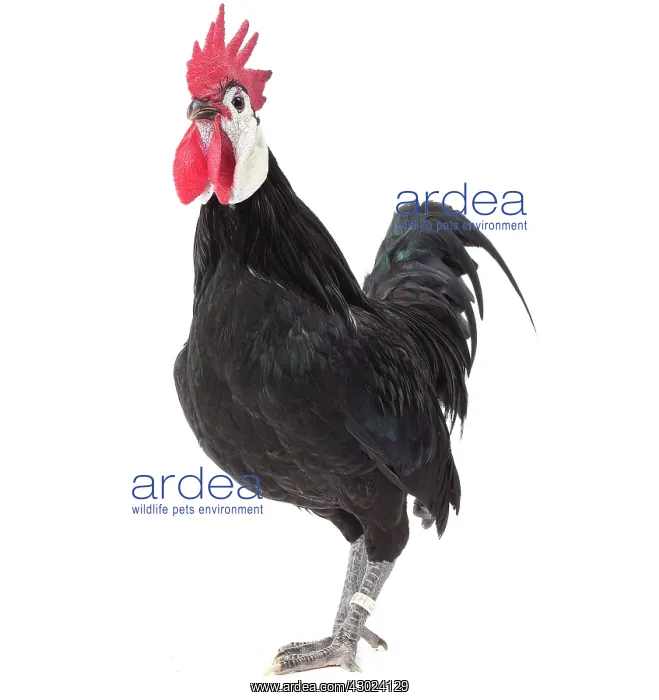: White-faced Black Spanish Chicken Cockerel / Rooster : White-faced Black Spanish Chicken Cockerel / Rooster