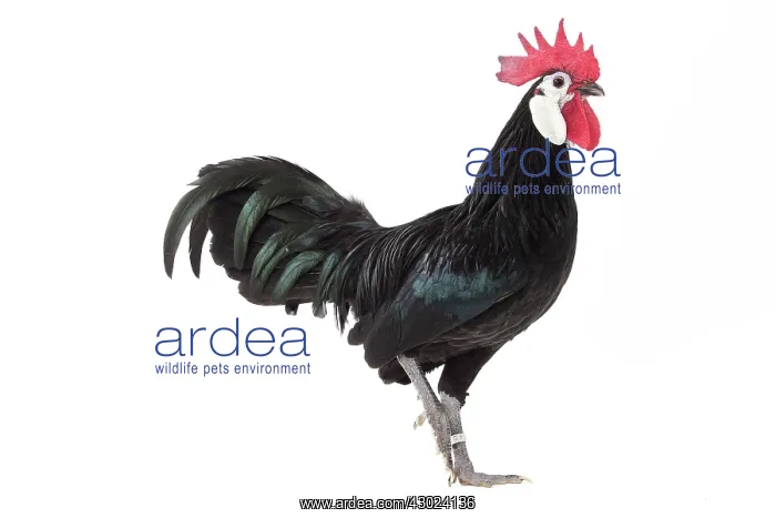 : White-faced Black Spanish Chicken Cockerel / Rooster : White-faced Black Spanish Chicken Cockerel / Rooster