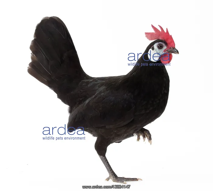 : White-faced Black Spanish Chicken Cockerel / Rooster : White-faced Black Spanish Chicken Cockerel / Rooster