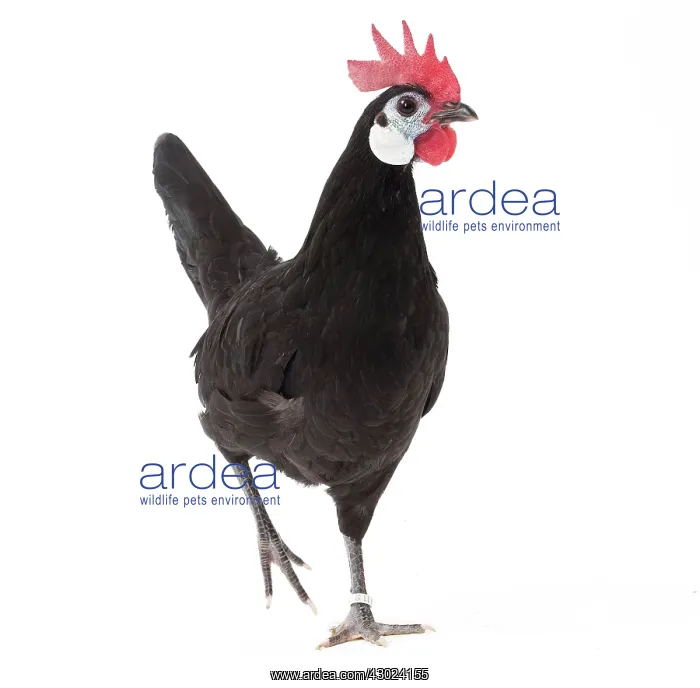 : White-faced Black Spanish Chicken Cockerel / Rooster : White-faced Black Spanish Chicken Cockerel / Rooster