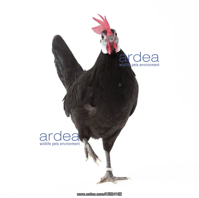 : White-faced Black Spanish Chicken Cockerel / Rooster : White-faced Black Spanish Chicken Cockerel / Rooster