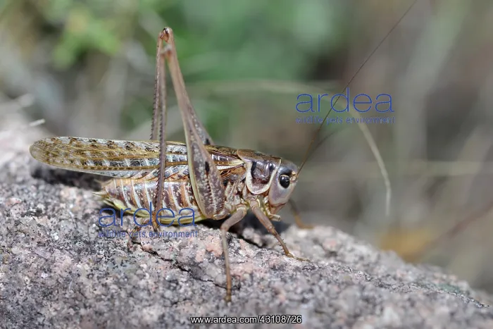 : White-faced bush Cricket (Decticus albifrons) on : White-faced bush Cricket (Decticus albifrons) on