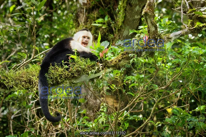 : White-faced Capuchin : White-faced Capuchin