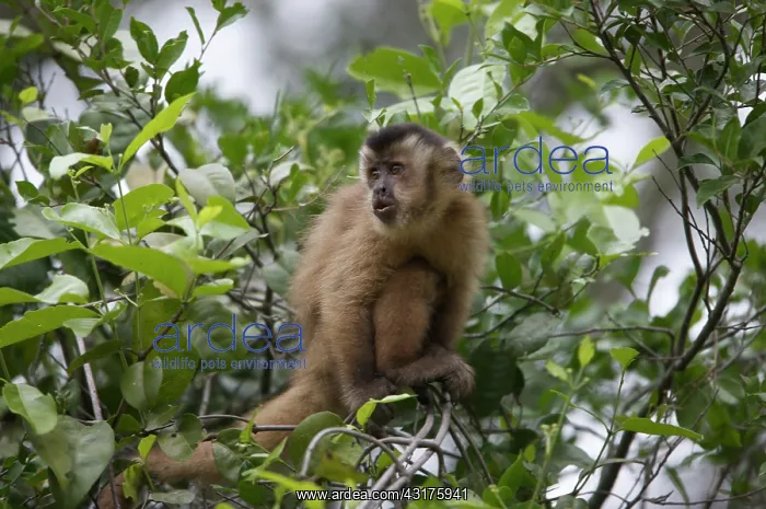 : White-faced Capuchin : White-faced Capuchin