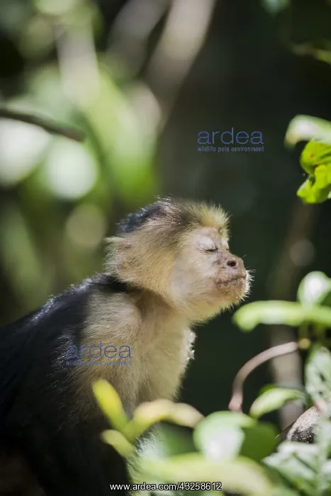 : White-faced Capuchin (Cebus capucinus) sniffing : White-faced Capuchin (Cebus capucinus) sniffing