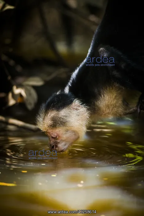: White-faced Capuchin goes down from the tree to : White-faced Capuchin goes down from the tree to