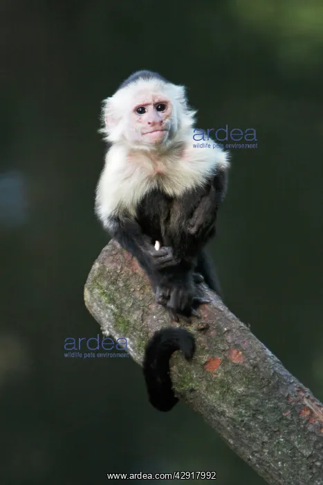 : White faced Capuchin Monkey - sitting on log : White faced Capuchin Monkey - sitting on log