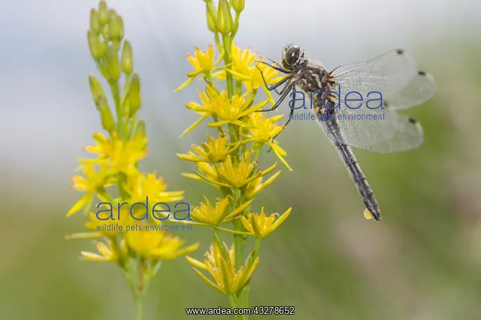 : White-faced Darter (Leucorrhinia dubia) female : White-faced Darter (Leucorrhinia dubia) female