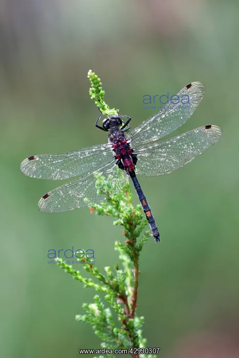 : White Faced Darter - male resting on heather : White Faced Darter - male resting on heather