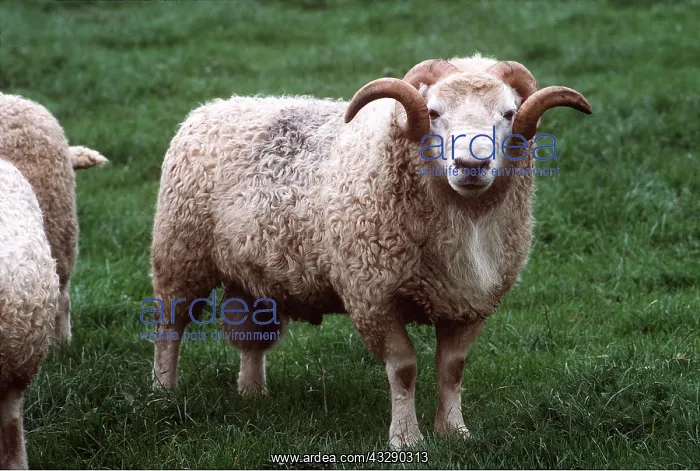 : White-faced Dartmoor Sheep : White-faced Dartmoor Sheep