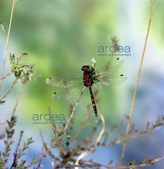  : White-faced Dragonfly - male