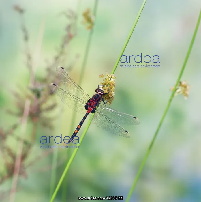  : White-faced DRAGONFLY - male at rest