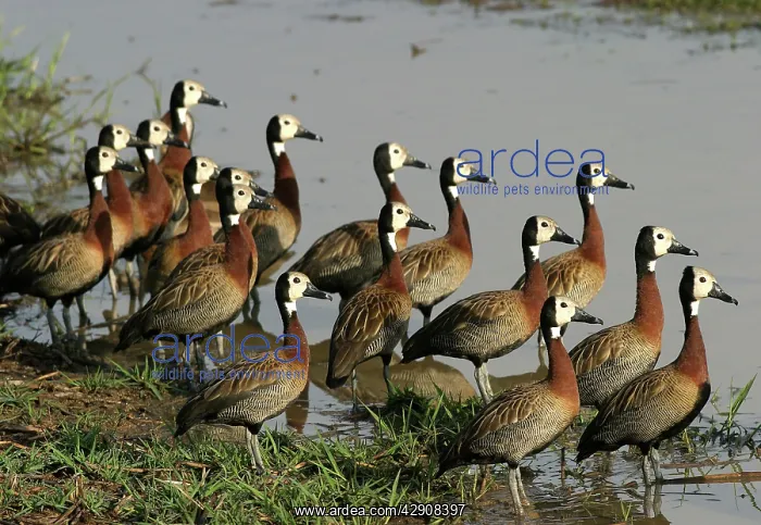 : White-faced DUCKS / White-faced whistling-ducks : White-faced DUCKS / White-faced whistling-ducks