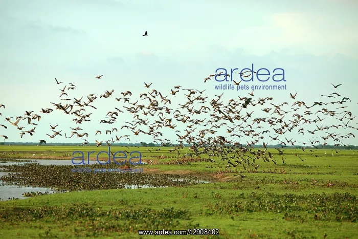 : White-faced DUCKS / White-faced whistling-ducks : White-faced DUCKS / White-faced whistling-ducks