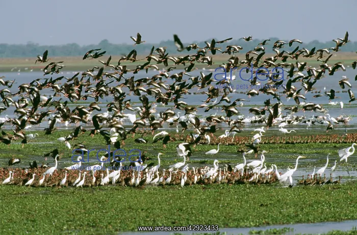 : White-faced DUCKS / White-faced whistling-ducks : White-faced DUCKS / White-faced whistling-ducks