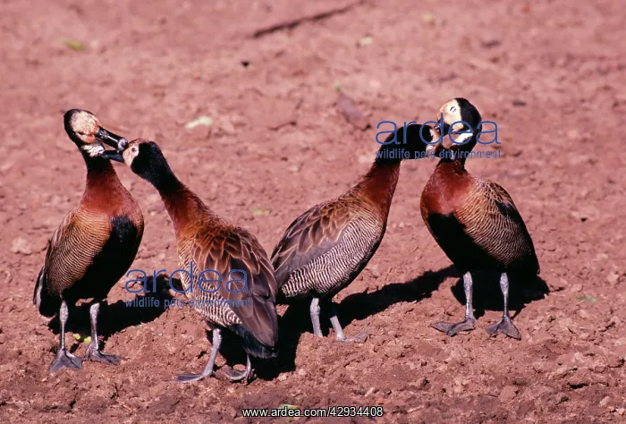 : White-faced DUCKS / White-faced whistling-ducks : White-faced DUCKS / White-faced whistling-ducks
