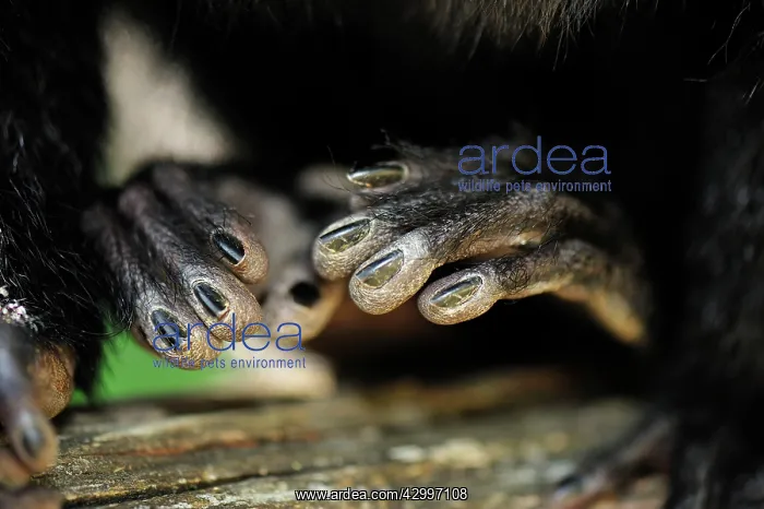 : White-faced / Golden-faced / Guianan - close up of hands : White-faced / Golden-faced / Guianan - close up of hands