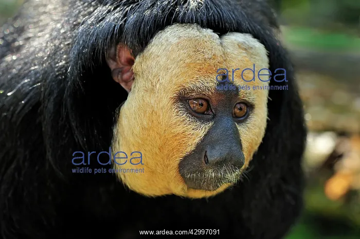 : White-faced / Golden-faced / Guianan Saki - portrait : White-faced / Golden-faced / Guianan Saki - portrait