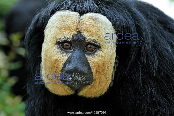 : White-faced / Golden-faced / Guianan Saki - portrait : White-faced / Golden-faced / Guianan Saki - portrait