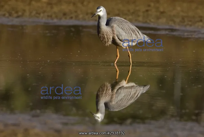 : White-faced Heron : White-faced Heron