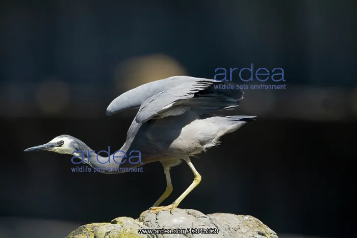 : White-faced Heron : White-faced Heron