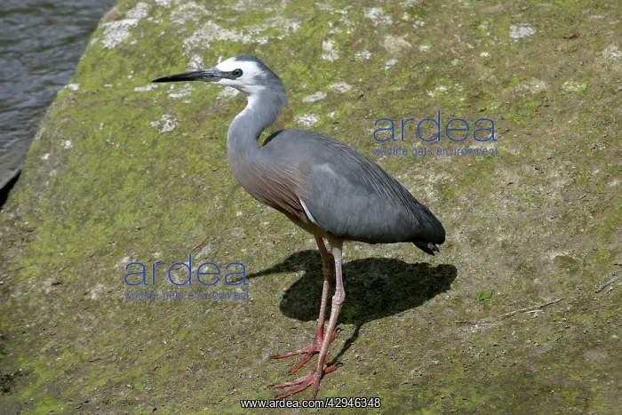 : White-faced HERON : White-faced HERON