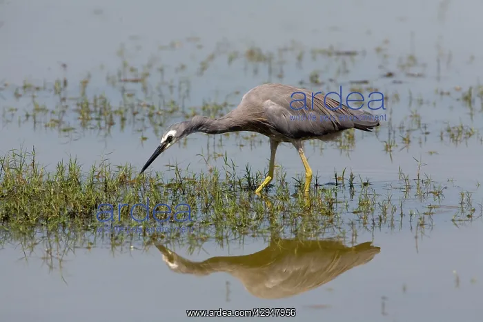 : White-faced Heron : White-faced Heron