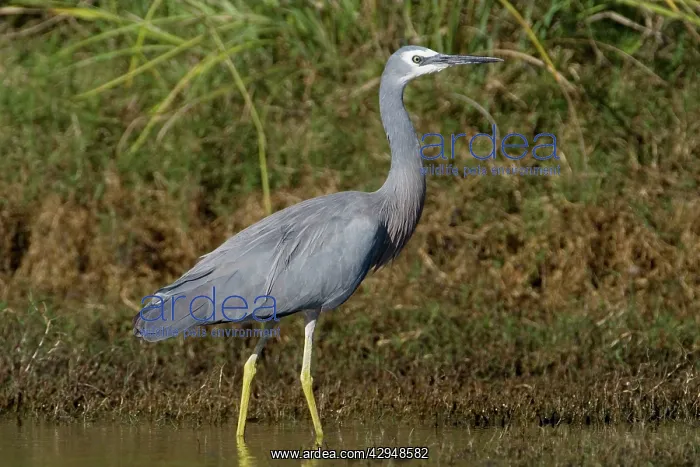 : White-faced Heron : White-faced Heron