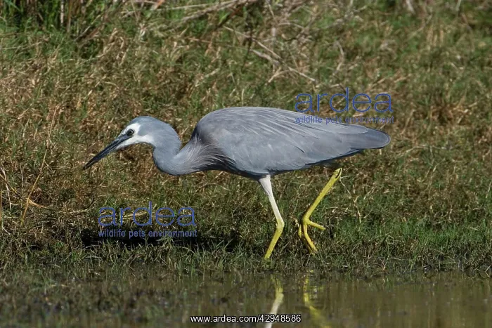 : White-faced Heron : White-faced Heron