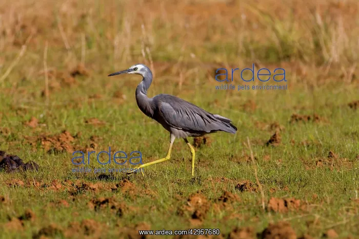 : White-faced Heron : White-faced Heron
