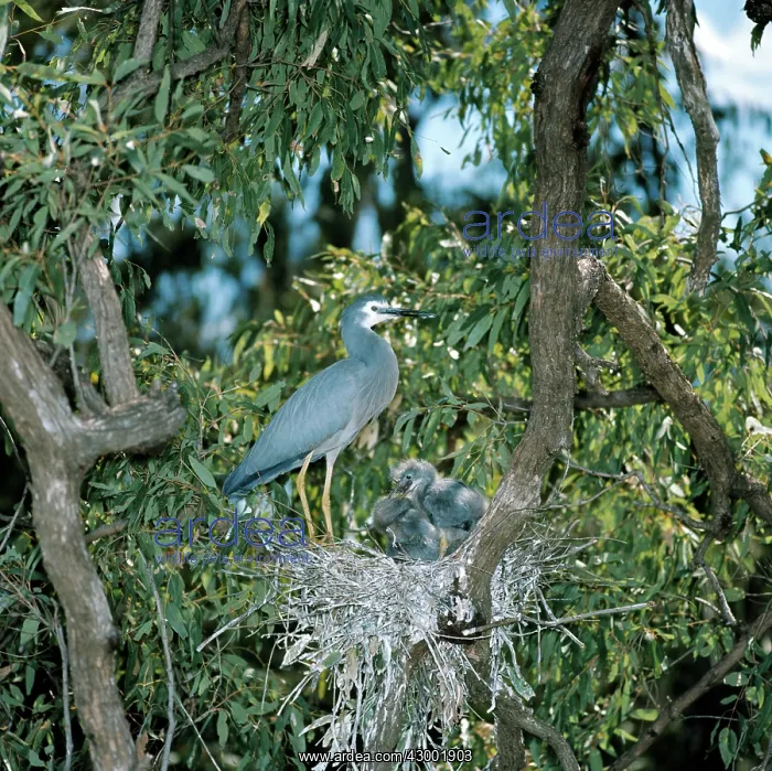 : White-faced Heron : White-faced Heron