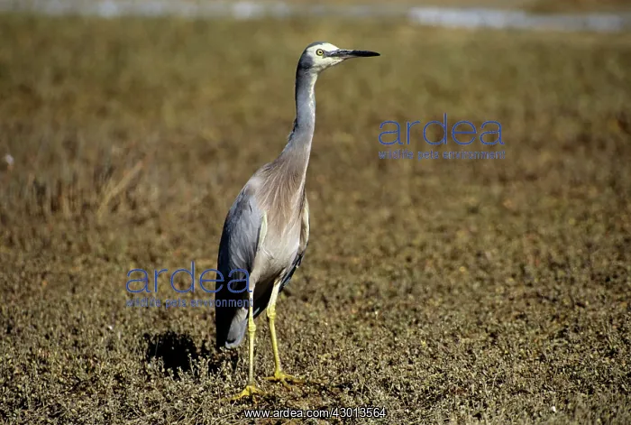 : White-faced Heron : White-faced Heron