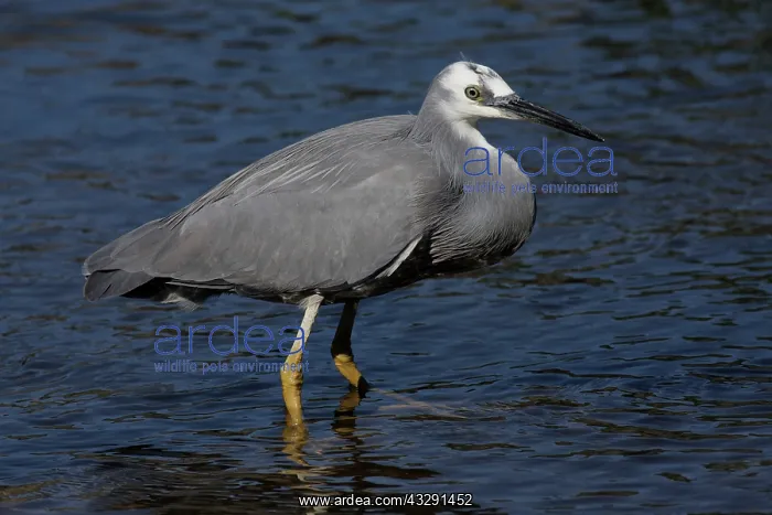 : White-faced Heron : White-faced Heron