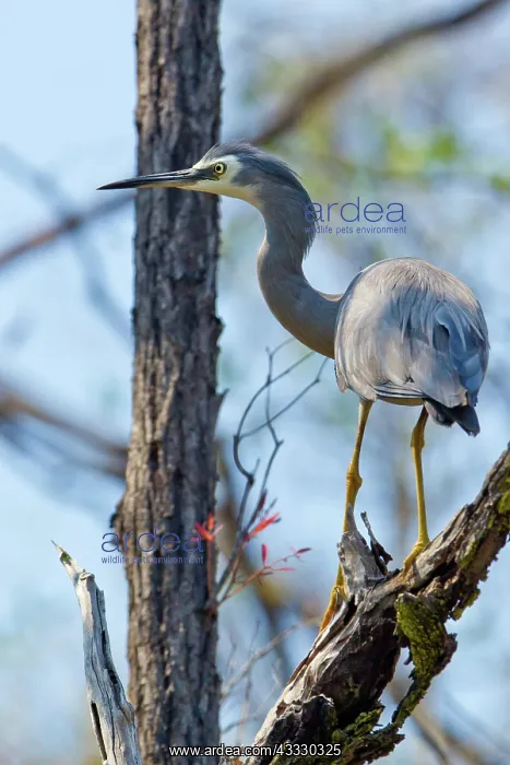 : White-faced Heron : White-faced Heron