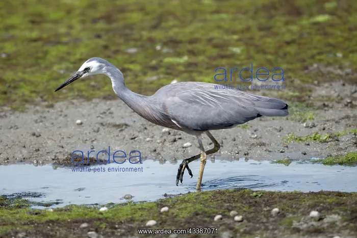 : White-faced Heron : White-faced Heron
