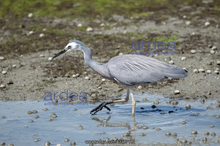 : White-faced Heron : White-faced Heron