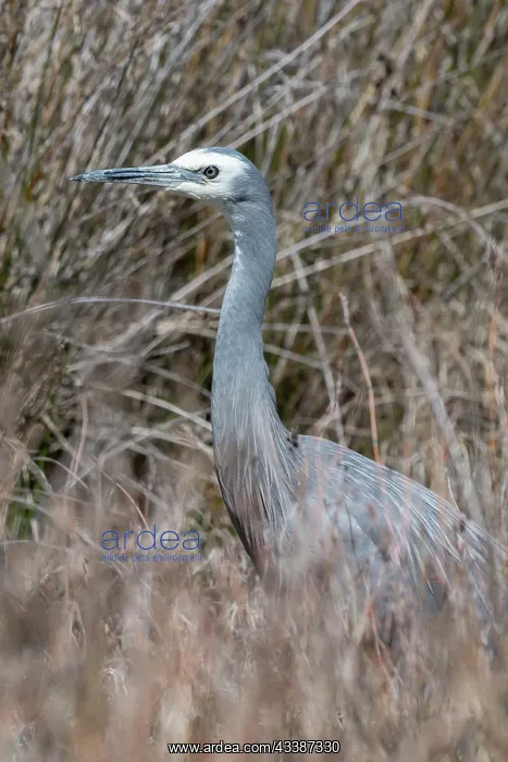 : White-faced Heron : White-faced Heron