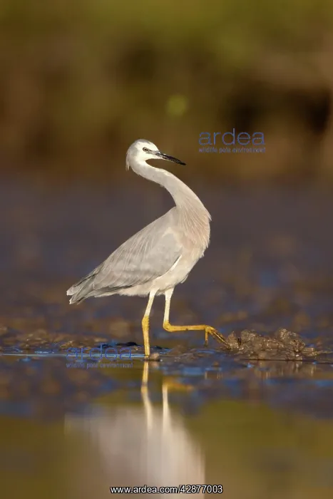 : White-Faced Heron - on mudflats near mangroves : White-Faced Heron - on mudflats near mangroves