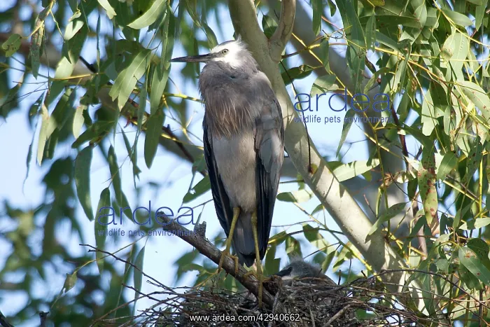 : White-faced Heron - At nest with chicks : White-faced Heron - At nest with chicks