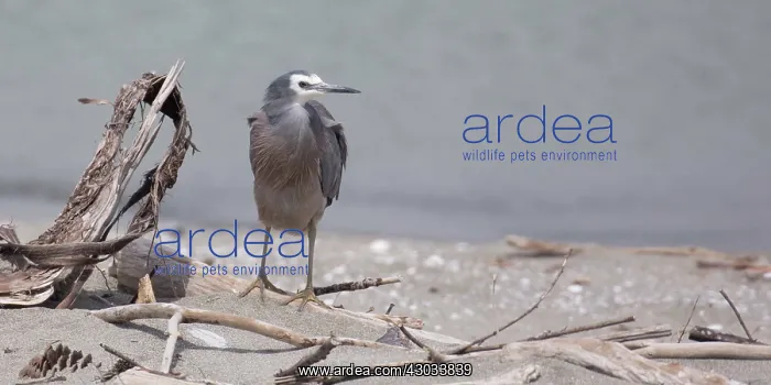 : White-faced Heron - Perched on a driftwood log - : White-faced Heron - Perched on a driftwood log -