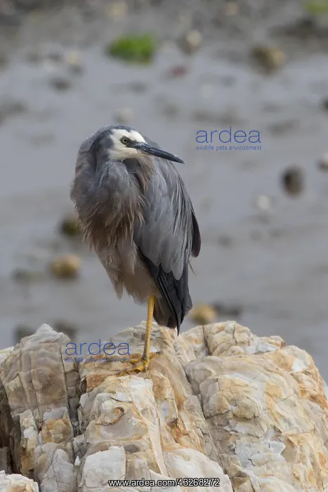 : White-faced Heron - perched on a rock - Kaikoura : White-faced Heron - perched on a rock - Kaikoura