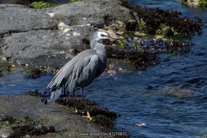 : White-faced Heron - Perched on a rock - Kaikoura : White-faced Heron - Perched on a rock - Kaikoura