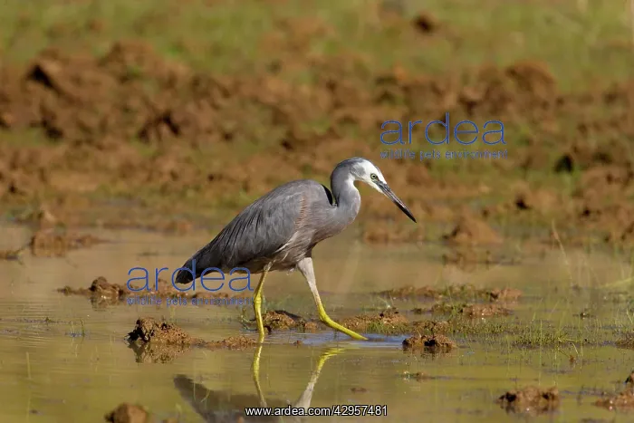 : White-faced Heron stirring water with foot : White-faced Heron stirring water with foot