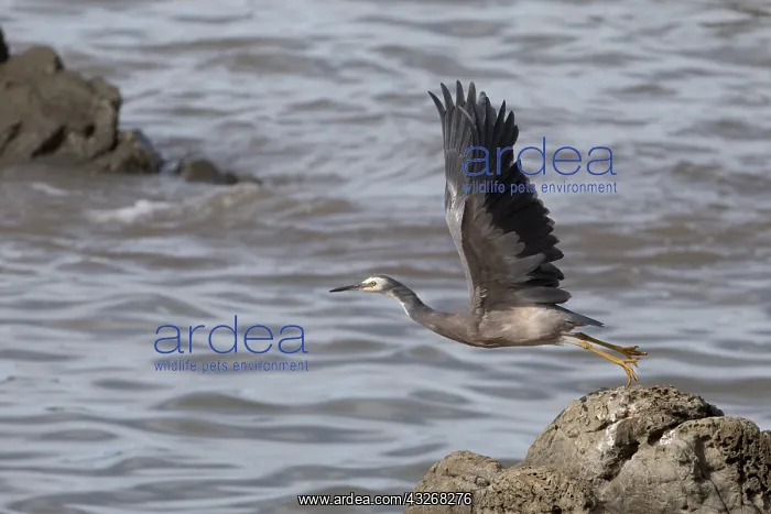 : White-faced Heron - Taking off - Kaikoura coast : White-faced Heron - Taking off - Kaikoura coast
