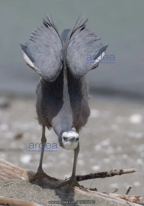  : White-faced Heron - wing stretching - perched on
