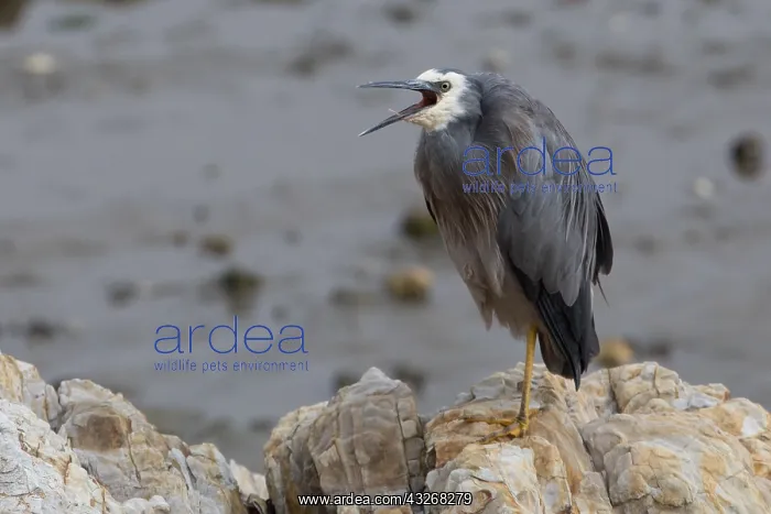 : White-faced Heron - Yawning - perched on a rock : White-faced Heron - Yawning - perched on a rock