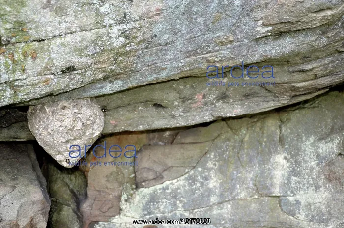 : White-faced Hornet Nest : White-faced Hornet Nest